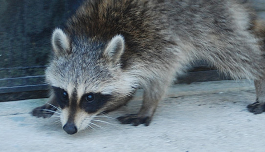 Raccoon Removal in Cicero