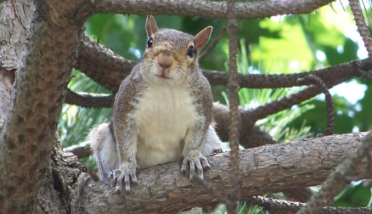 Squirrel Removal in Cicero